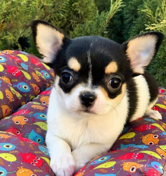 vendo cucciolo di chihuahua mini stella | Foto 1