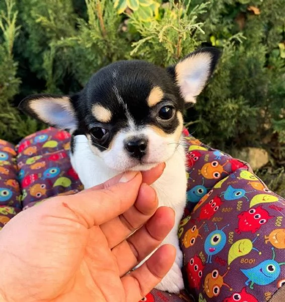 vendo cucciolo di chihuahua mini stella | Foto 0