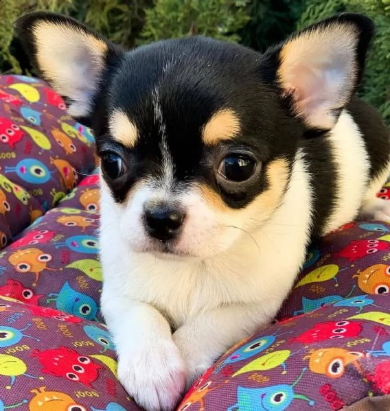 vendo cucciolo di chihuahua mini stella