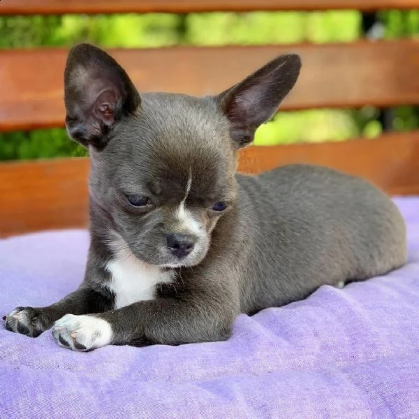 cucciolo di chihuahua legittimo molto tenero molto intrigante disponibile sia maschio che femmina