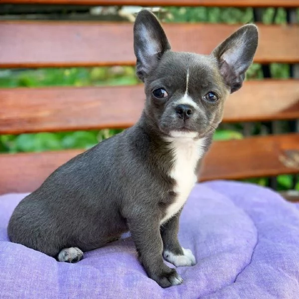 cucciolo di chihuahua legittimo molto tenero molto intrigante disponibile sia maschio che femmina | Foto 0