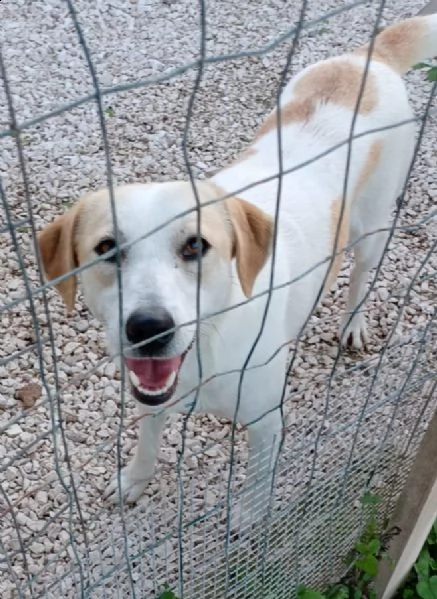 il dolce nelson | Foto 3