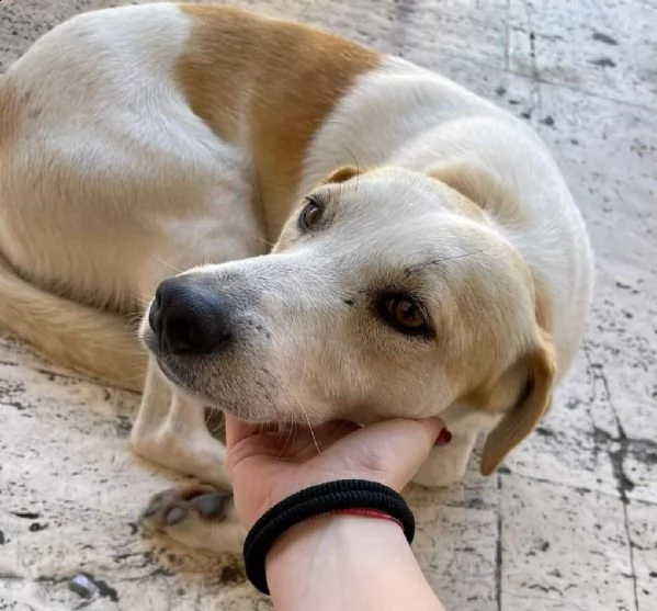 il dolce nelson | Foto 1
