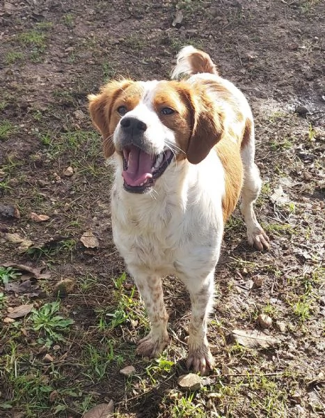 charlie dolcissimo bretoncino