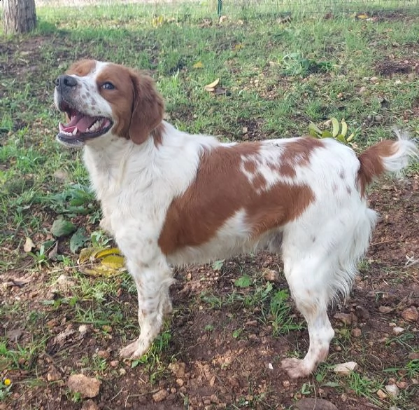 charlie dolcissimo bretoncino | Foto 1