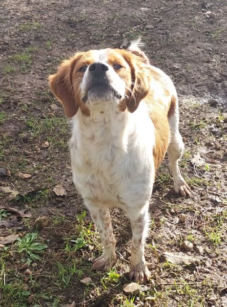 charlie dolcissimo bretoncino | Foto 0