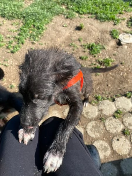 cuccioli di due mesi e mezzo sverminati e vaccinati regalo a persone che amano i cani  | Foto 0