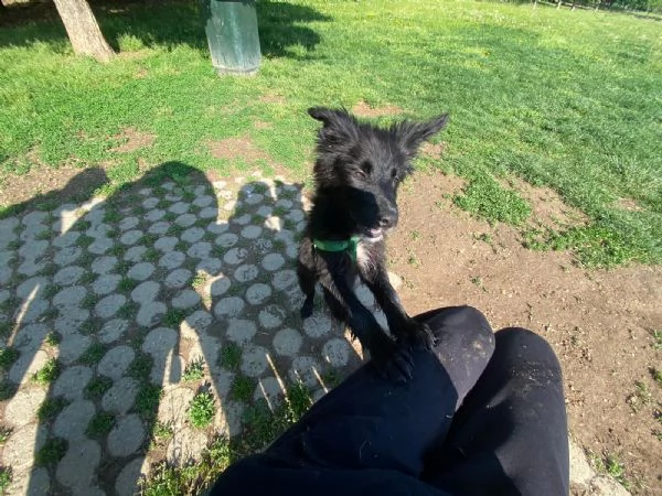 cuccioli di due mesi e mezzo sverminati e vaccinati regalo a persone che amano i cani 