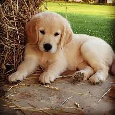 regalo cuccioli di golden retriever femminucce e maschietti disponibili 