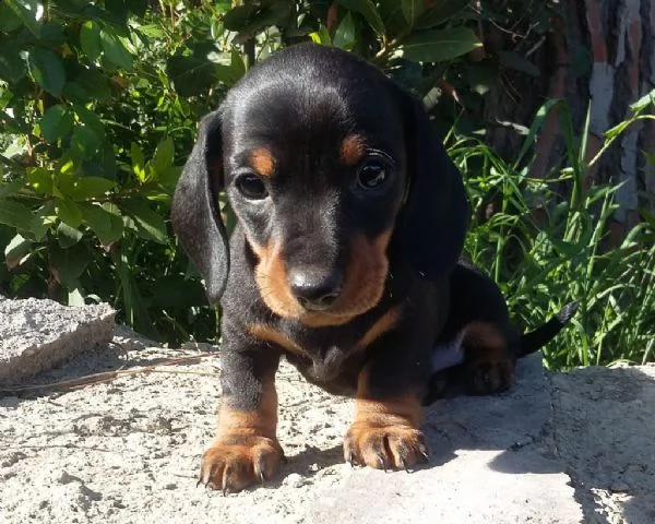 vendita cucciolo cuccioli di bassotto