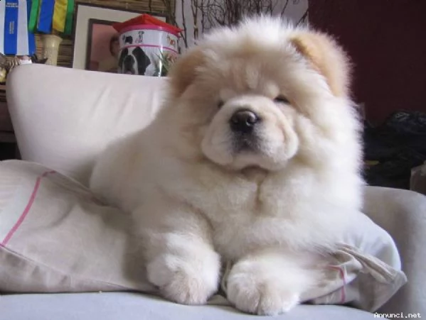 vendita cucciolo cuccioli chow chow disponibili 