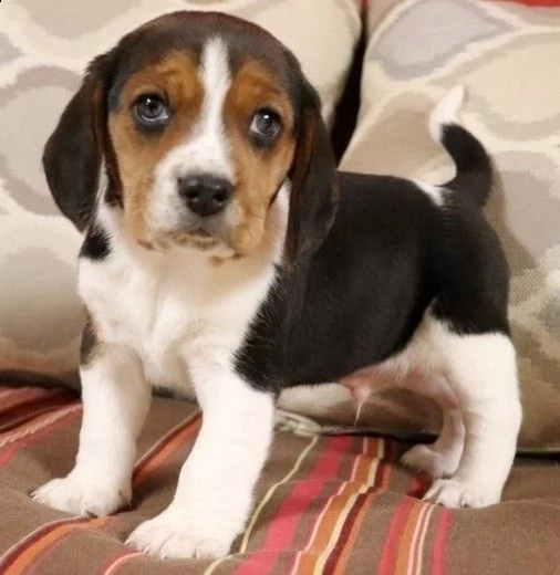 vendita cucciolo beagle cucciolata
