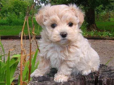  cuccioli di barboncino maltese toy 