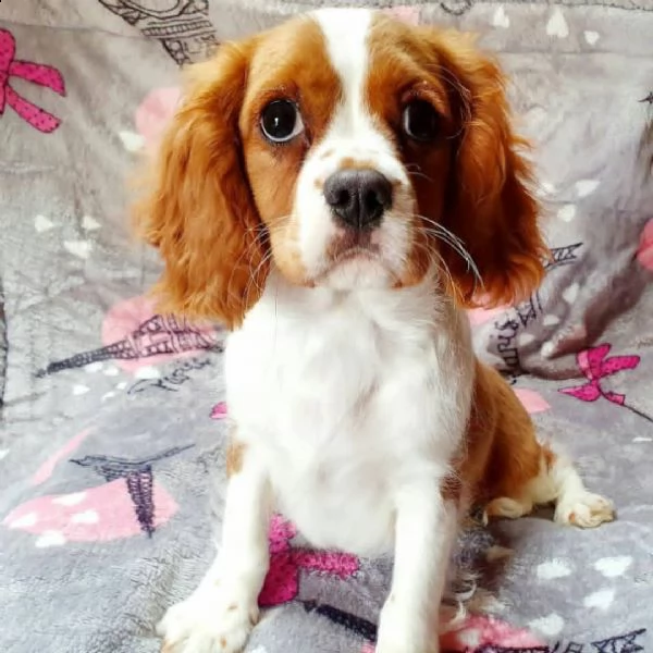 regalo cavalier king cuccioli meravigliosi  