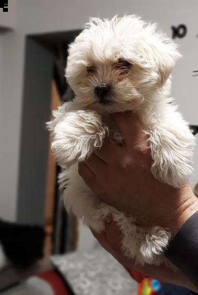 maltipoo  | Foto 0