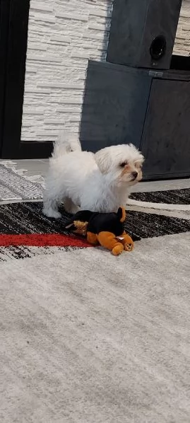 maltipoo 