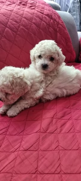 cuccioli barboncino nano 