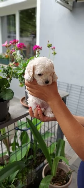 cuccioli barboncino nano  | Foto 3
