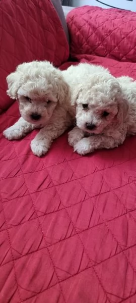 cuccioli barboncino nano  | Foto 2
