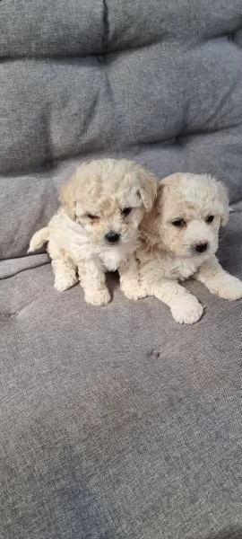 cuccioli barboncino nano  | Foto 1