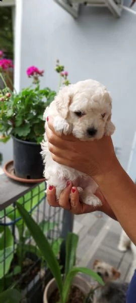 cuccioli barboncino nano  | Foto 0