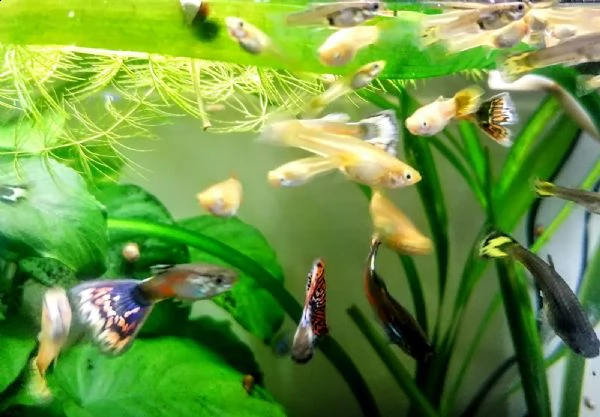 guppy pesci maschi e femmine  | Foto 5