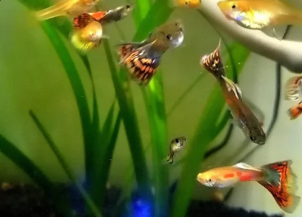 guppy pesci maschi e femmine 