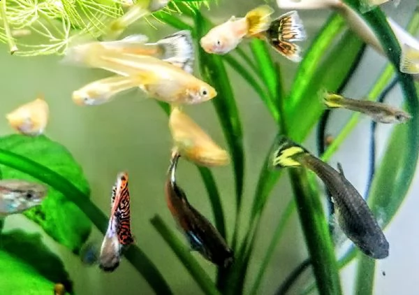 guppy pesci maschi e femmine  | Foto 2