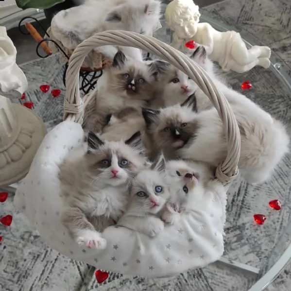 gattini ragdoll allevati in casa per ladozione | Foto 6