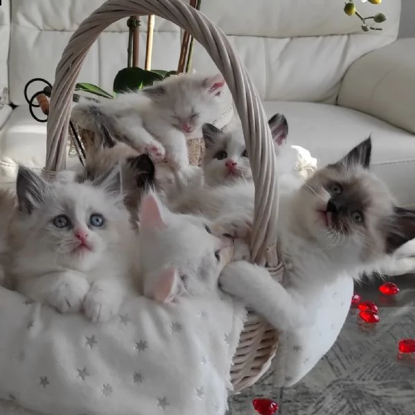 gattini ragdoll allevati in casa per ladozione | Foto 4