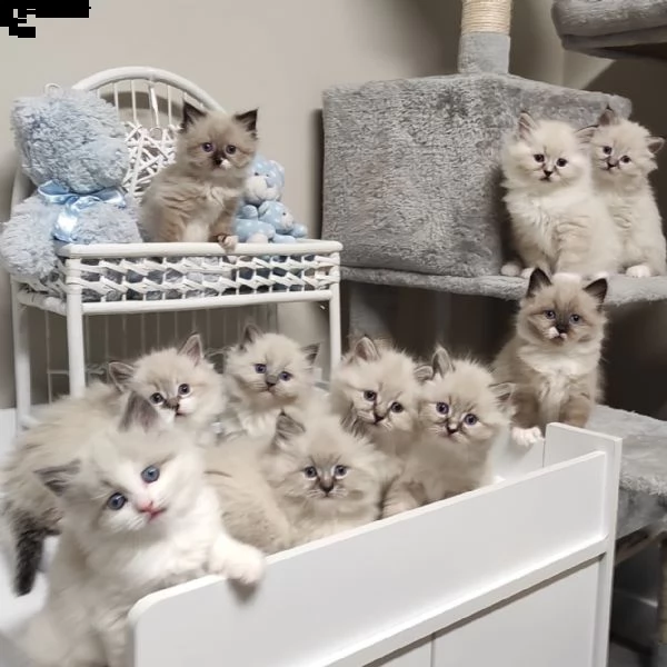 gattini ragdoll allevati in casa per ladozione | Foto 3