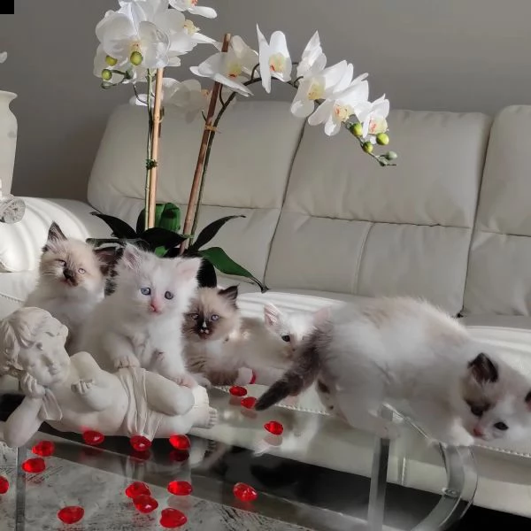gattini ragdoll allevati in casa per ladozione | Foto 2