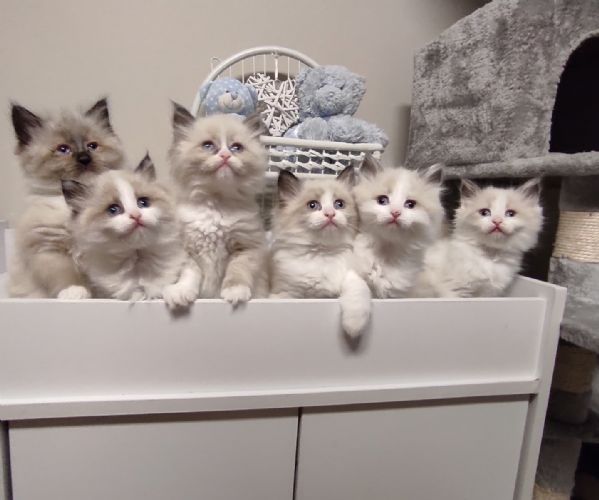 Chongker Animali farciti fatti a mano realistici Ragdoll gatto peluche compagno regali per le donne compleanno anniversario gatto amante (Borsa nera