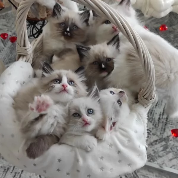 gattini ragdoll allevati in casa per ladozione | Foto 1