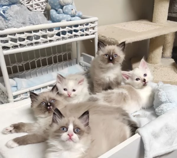 gattini ragdoll allevati in casa per ladozione | Foto 0