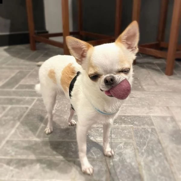 regalo chihuahua cuccioli meravigliosi  nati in casa da nostri esemplari ipertipici carattere ottim