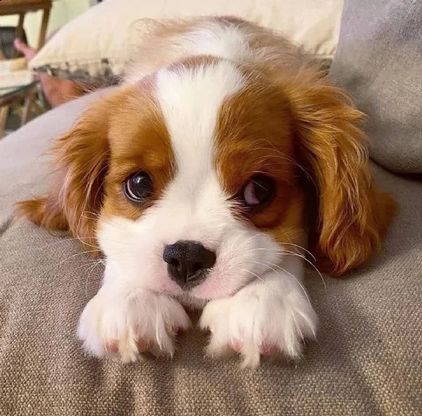 regalo cuccioli cavalier king di 3 mesi sverminati vaccinati e con microchip abituati sia in casa