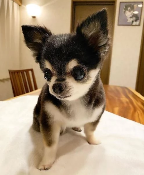 nbmb regalo cucciolo regalo cuccioli di chihuahua