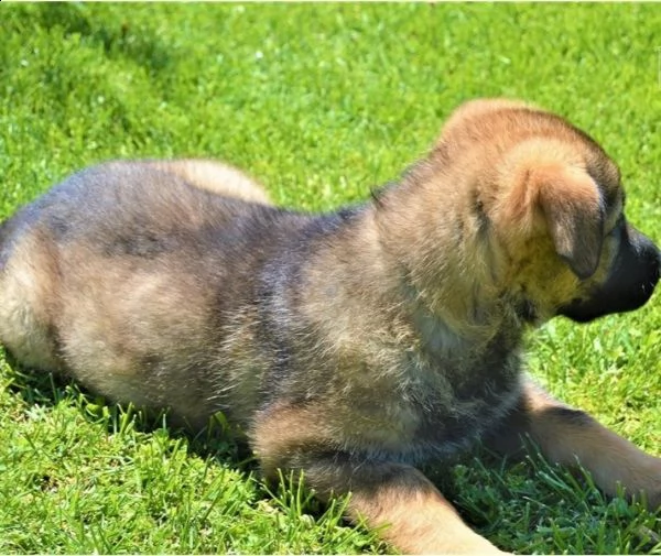 regalo pastore tedesco cuccioli meravigliosi  