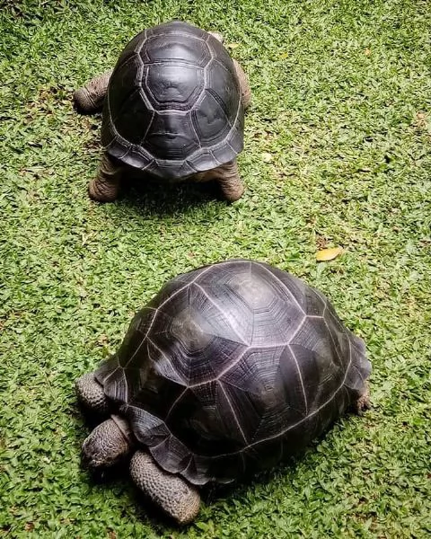 galapagos radiata aldabra sulcata 