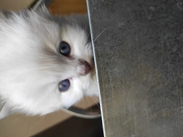 cuccioli ragdoll 