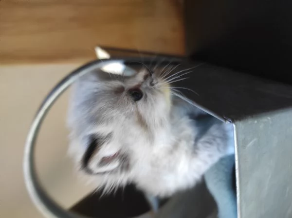 cuccioli ragdoll  | Foto 3