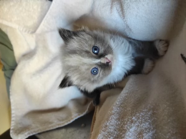 cuccioli ragdoll  | Foto 1