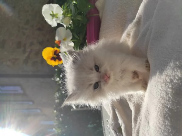 cuccioli ragdoll  | Foto 0