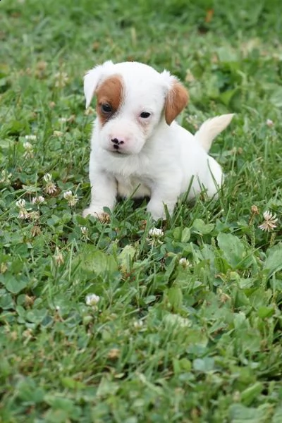 regalo jack russell terrier 