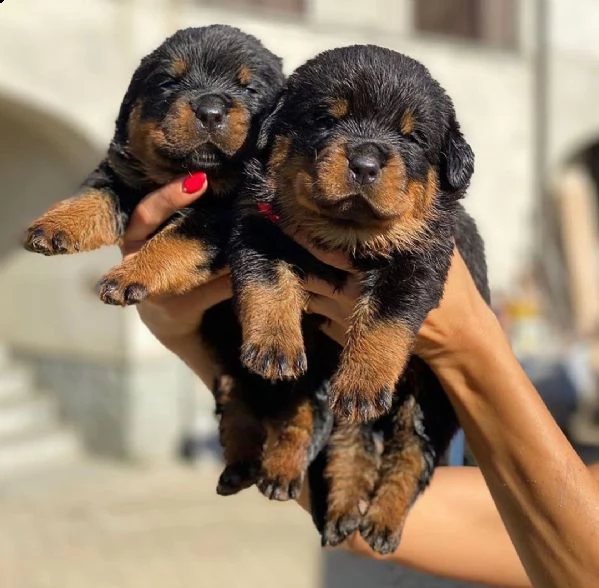 regalo rottweiler 