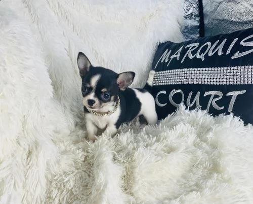 regalo cuccioli di chihuahua mini toy