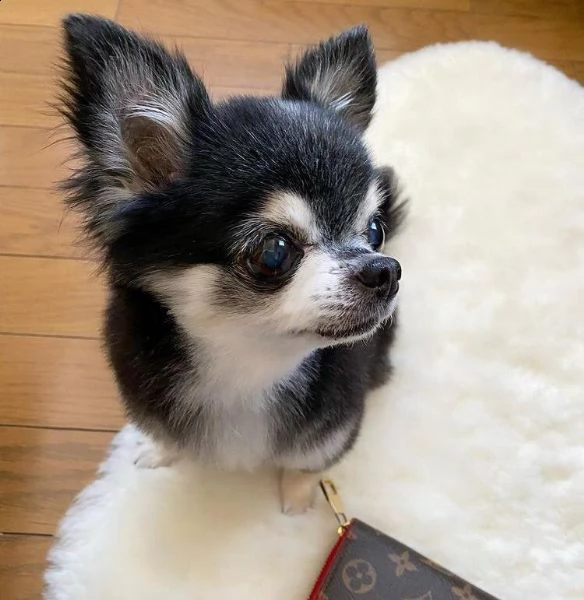 regalo cucciolo regalo cuccioli di chihuahua