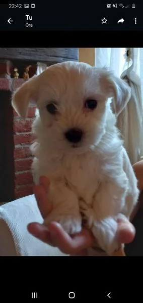 bellissimo cucciolo maltese | Foto 0