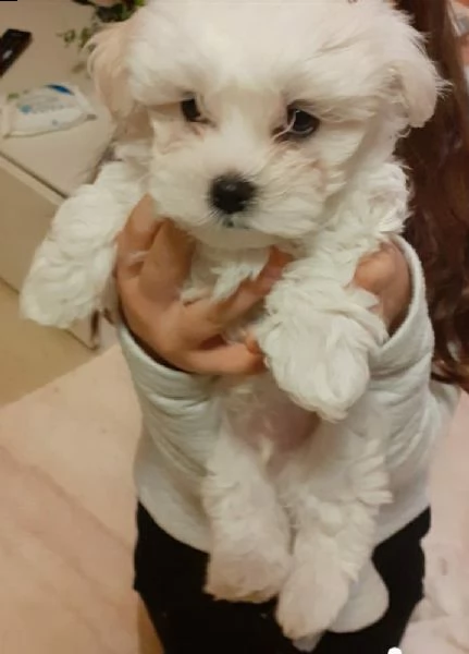 bellissimo cucciolo maltese